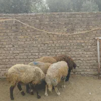 گوسفند