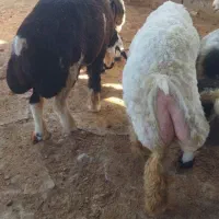 بره