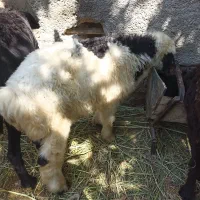 میش آبستن با بره