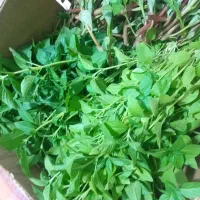 ریحان سبز تازه و خانگی