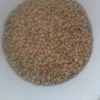 عدس ریز ویکدست