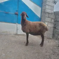 گوسفند ماده نژاد دار دوتاب شیردار