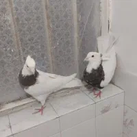 کبوتر یک جفت طوقی یک جفت سرخ
