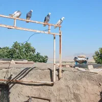 کبوتر طوقی و پلاکی
