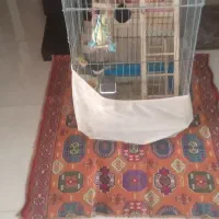 عروس هلندی