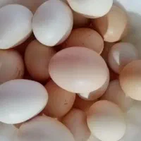تخم مرغ محلی