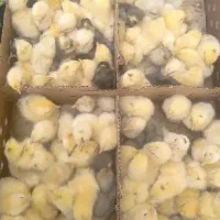 جوجه مرغ گوشتی خال دار درجه یک4روزه