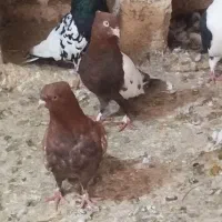 جفتسینه سرخ.جفت کله سیاه.جفتگاه وپرش.کاکلی