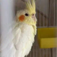 عروس هلندی