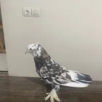 کبوتر هما سرور نر