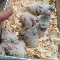 جوجه گرینچیک سرلاکی