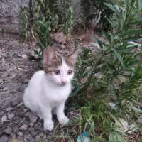 واگذاری بچه گربه