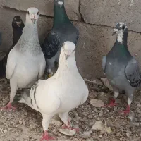 سبز کرمانی کبوتر