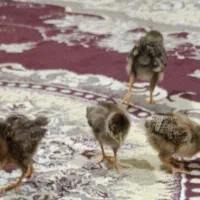 جوجه سالم