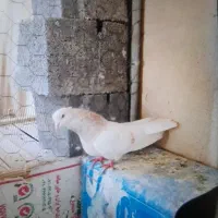 کبوتر دم سفید کاغذی