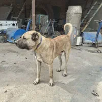 واگذاری سگ نگهبان سرابی