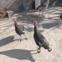 حیوانات|حیوانات مزرعه|دهدشت, |دیوار