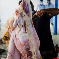 با 50%تخیف گوسفند زنده فقط تا عید نوروز خونی