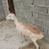 گوسفند قندوزی  یا همون بوری