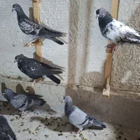 ۱۵ تا جوجه کفتر