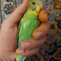 مرغ عشق دون خور فول دستی