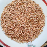گندم وسیاه دانه