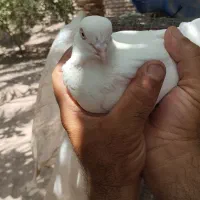کفتر