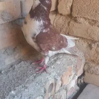 فروش یه کبوتر ماده