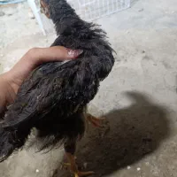 خروس