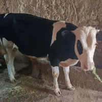 گوساله ن سیمنتال