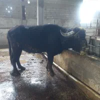 فروش گاومیش نر بالغ