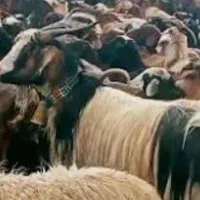 بوز کهره تیشتر چپش ۱۰۰تا
