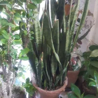 حراج|حراج|ارومیه, |دیوار