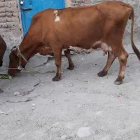 گاوشیری