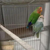 طوطی برزیلی