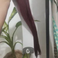 مو حراج