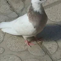 کبوتر ماده گم شده خیابان نهم