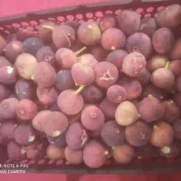 انجیر|خوردنی و آشامیدنی|دورود, |دیوار