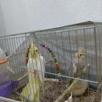 عروس هلندی