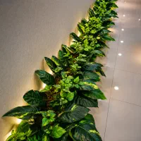 پتوس بوته‌ای درجه یک (فقط ۳۷۵ هزار تومان)