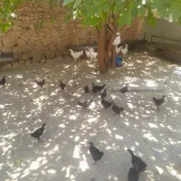 خروس سیاه ومحلی زنده
