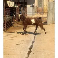 پازن افغان