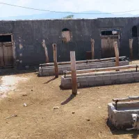 چوپان گوسفند