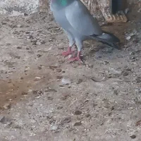 کبوتر بی خط
