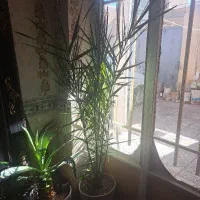 درخت خرما و آناناس