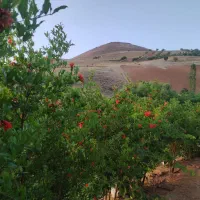 باغ-حسن-اباد