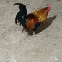 سه تا خروس عربی