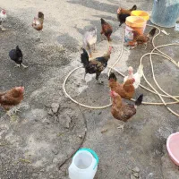 مرغ تخمی