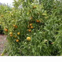 فروش زمین باغی