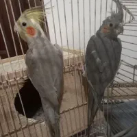 پرنده